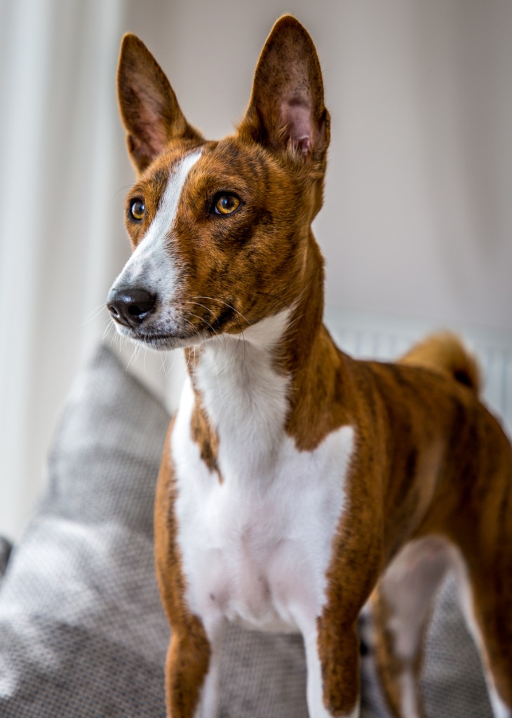 Chien de race Basenji blanc bringé debout sur un canapé.