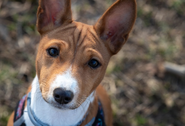 Portrait d'un chien de race Basenji blanc et marron.