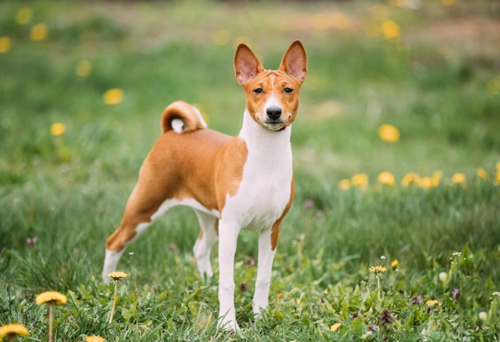 Chien de race Basenji blanc et marron, debout dans l'herbe.