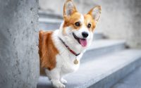 Chien de race Welsh Corgi assis sur des marches.