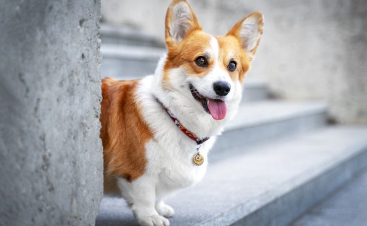 Chien de race Welsh Corgi assis sur des marches.