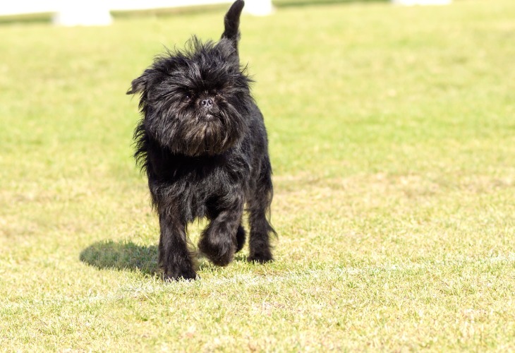 Chien de race Affenpinscher qui court dans l'herbe.