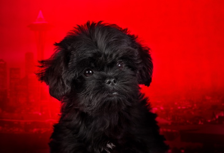 Chiot de race Affenpinscher sur fond rouge.