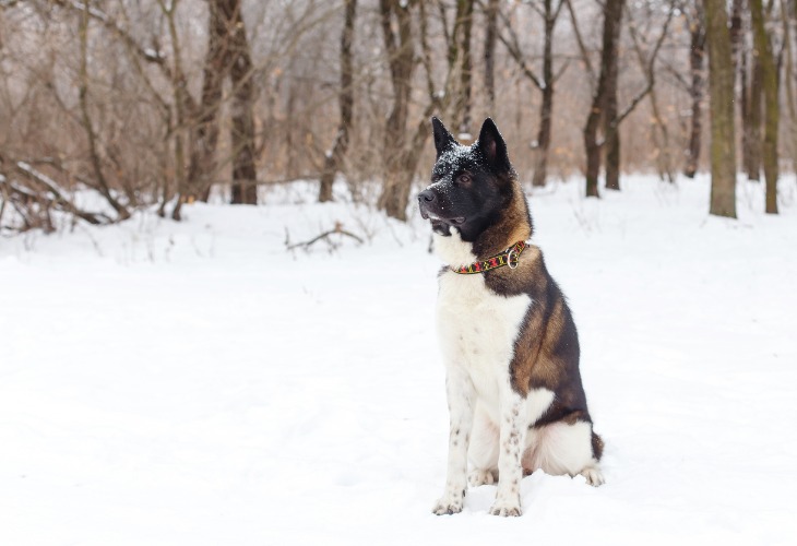 Chien de race Akita américain assis dans la neige.