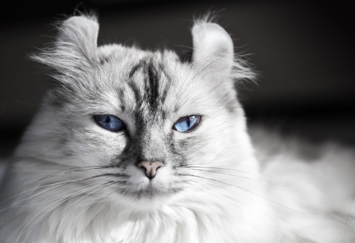 Chat de race American Curl blanc aux yeux bleus.