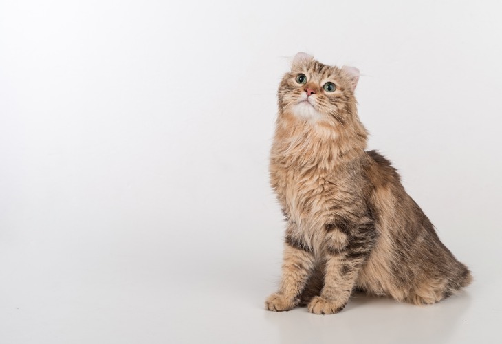 American Curl Race De Chat Hello Animaux