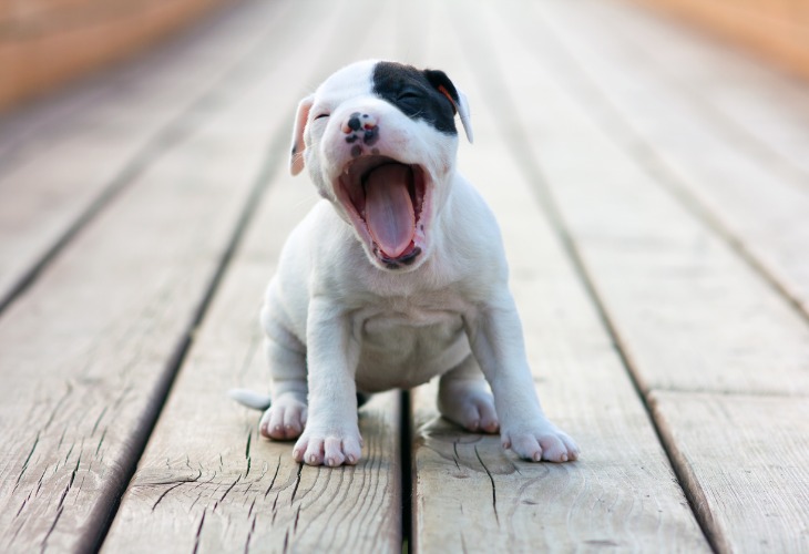 Chiot American Stafforshire Terrier assis qui baille.