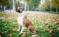 American Staffordshire Terrier assis dans l'herbe.