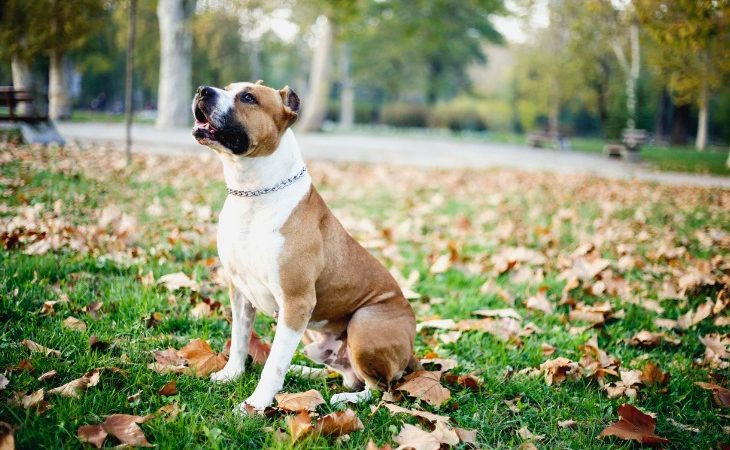 American Staffordshire Terrier assis dans l'herbe.