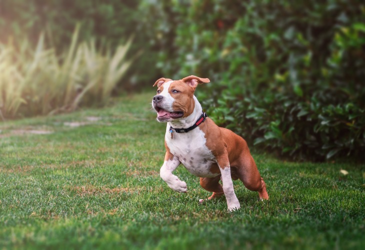 Chien American staffordshire terrier qui court dans l'herbe.