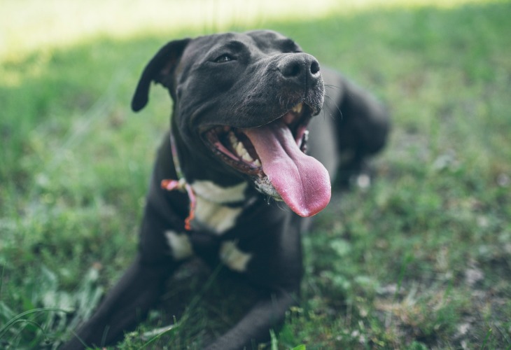 Chien American staffordshire terrier noir allongé dans l'herbe.