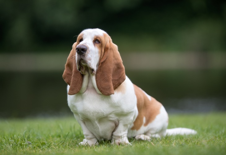 Chien de race Basset Hound assis dans l'herbe.