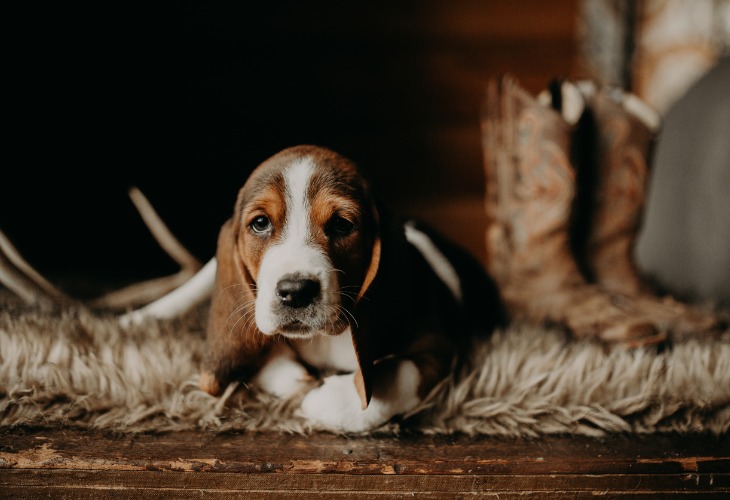 Chiot Basset Hound allongé sur tapis.