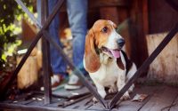 Chien de race Basset Hound assis sur une terrasse.