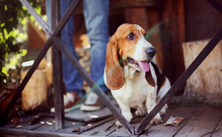 Chien de race Basset Hound assis sur une terrasse.