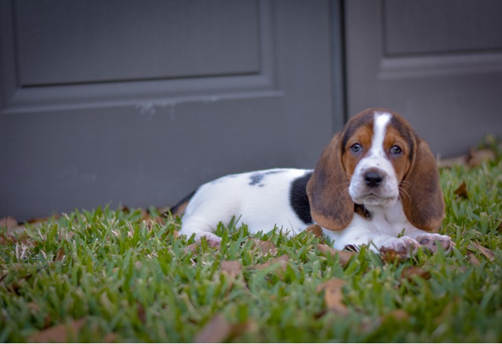 Chiot Basset Hound allongé dans l'herbe.