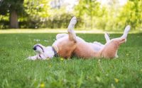 Beagle heureux allongé sur le dos dans l'herbe
