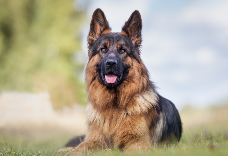 Chien berger allemand allongé dans l'herbe.