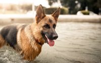 Chien Berger allemand dans une piscine.