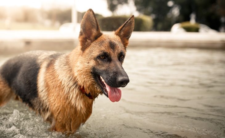 Chien Berger allemand dans une piscine.