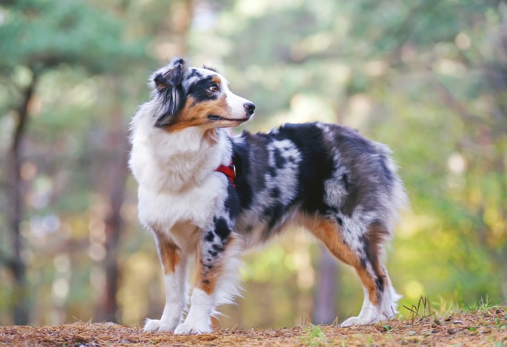 Chien Berger australien en balade dans la forêt.