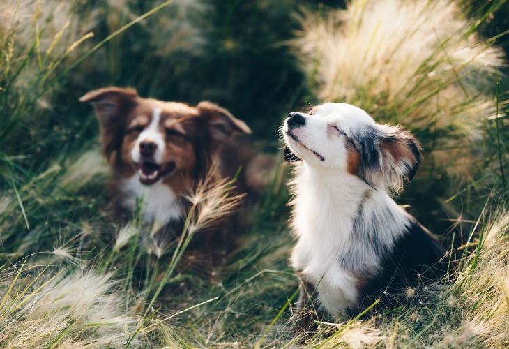 Chiot bergers australiens profitant du soleil.