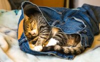 Chat endormi dans le jean de son propriétaire