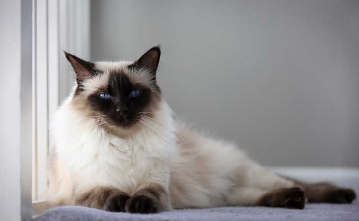 balinese-cat-hypoallergenic