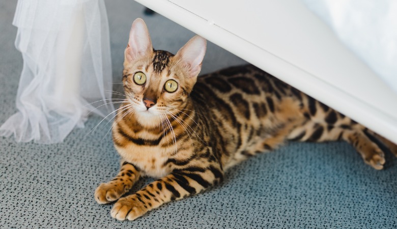 bengal-cat-hypoallergenic