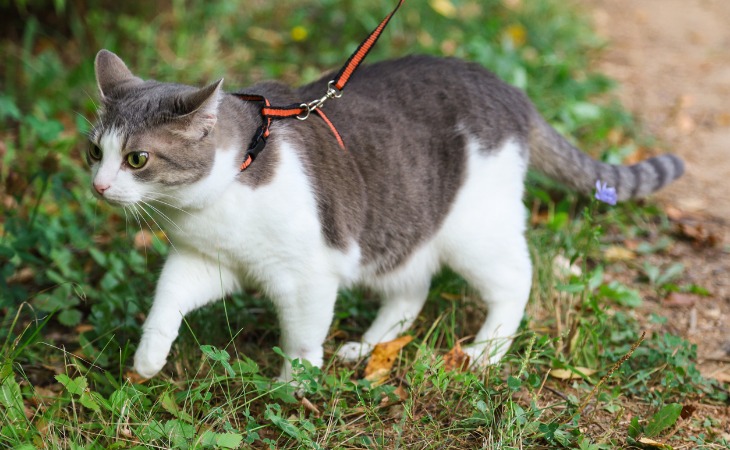 chat qui porte un harnais