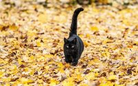 chat noir avec la queue levée