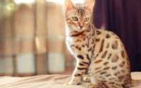 Chat de race Bengal assis.