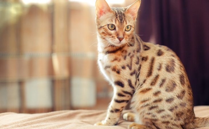 Chat de race Bengal assis.