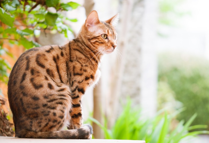 Chat de race Bengal assis en extérieur.