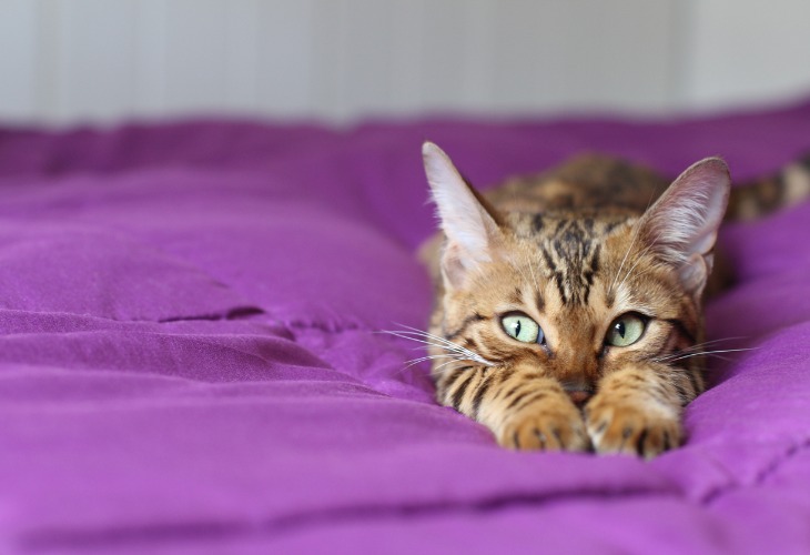 Portrait d'un chat de race Bengal.