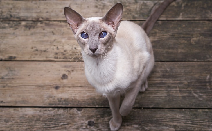 oriental-shorthair-hypoallergenic