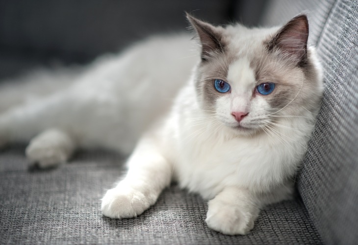 Chat Ragdoll allongé.