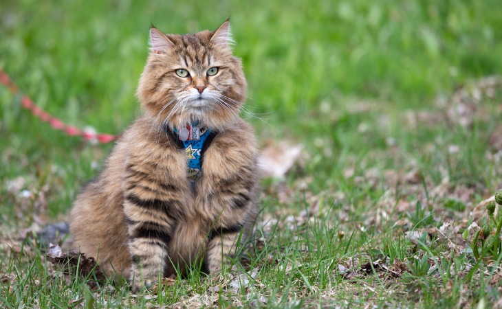 chat Sibérien qui porte un harnais