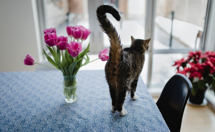 Chat sur la table avec la queue levée