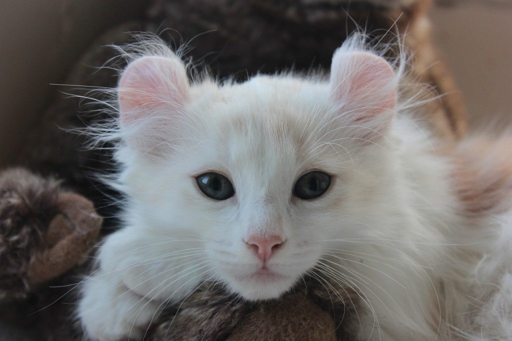 Chaton american curl blanc allongé.