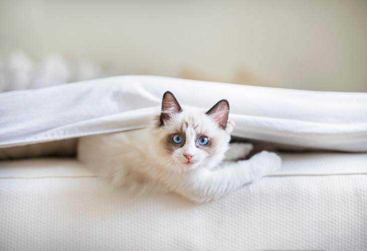 Chaton Ragdoll blanc qui jour.