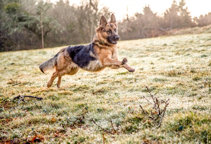 Chien Berger allemand courant dans une prairie.