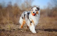 Chien Berger australien jouant avec une balle.