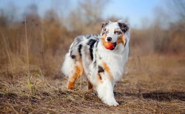 Chien Berger australien jouant avec une balle.