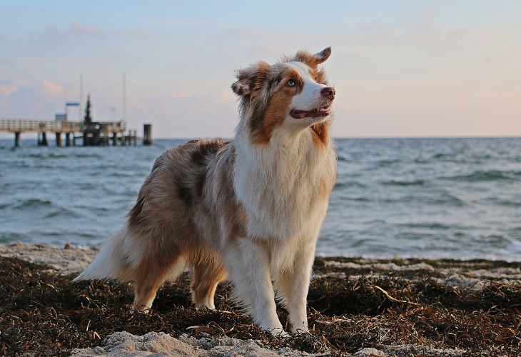 Chien Berger australien sur la plage.