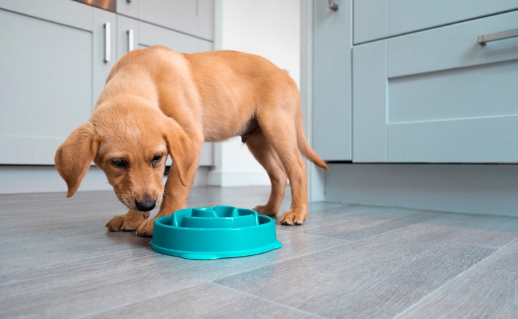 Chien qui mange dans une gamelle anti-glouton