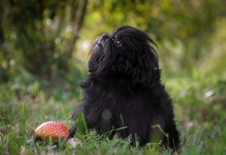 Chien de race Affenpinscher allongé dans l'herbe qui regarde vers le haut.