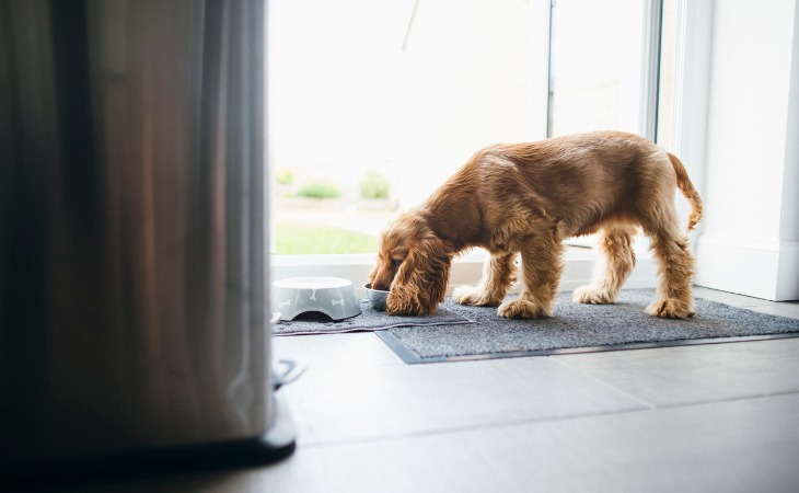 Chien qui mange