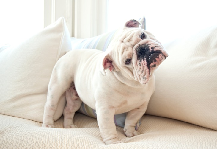 Chien Bouledogue anglais blanc sur un canapé.