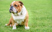 Chien de race Bouledogue anglais blanc et marron assis dans l'herbe.